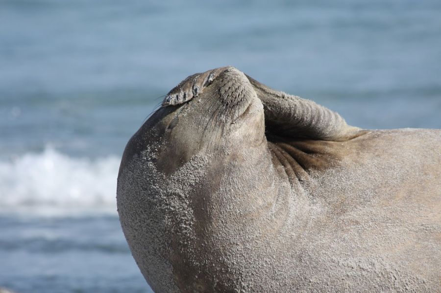 Falkland Islands VP8RHF DX News Female Elephant Seal, sunbathing.
