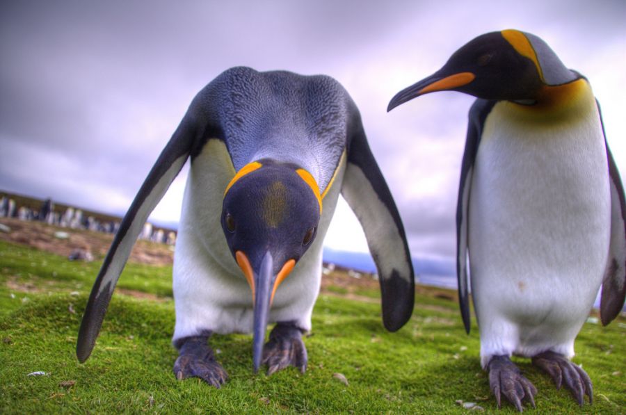 Falkland Islands VP8RHF King Penguins.