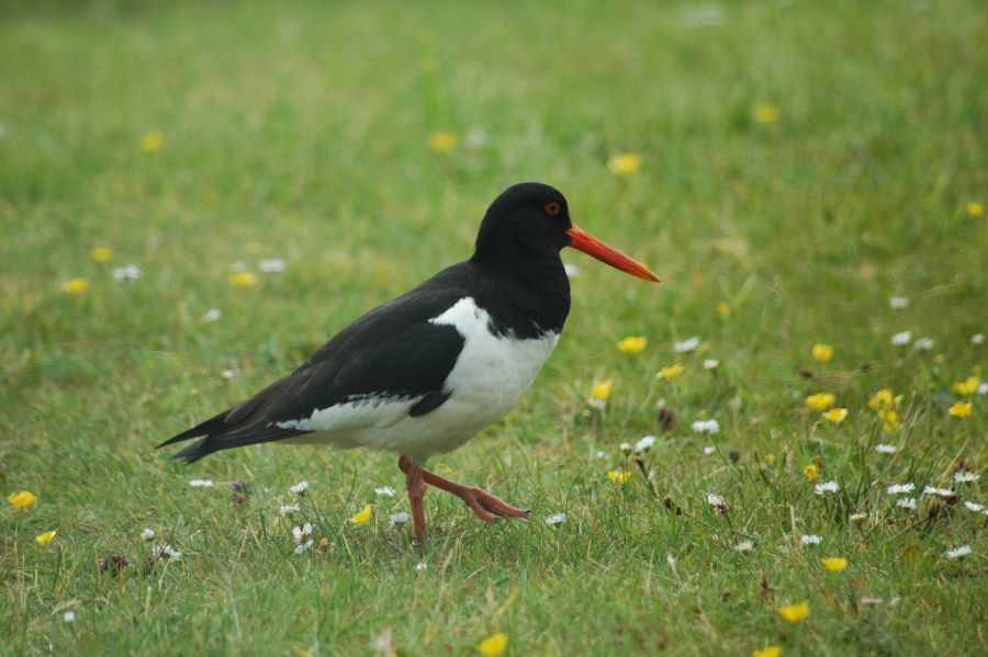 Faroe Islands OY/SM7RYR DX News 