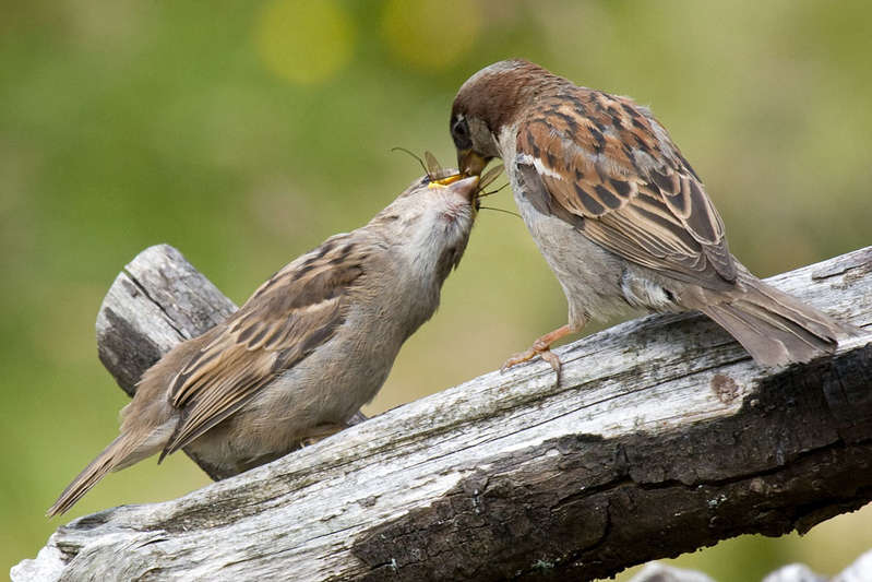 Фарерские острова OY/SM7RYR Фарерские острова OY/SM7RYR