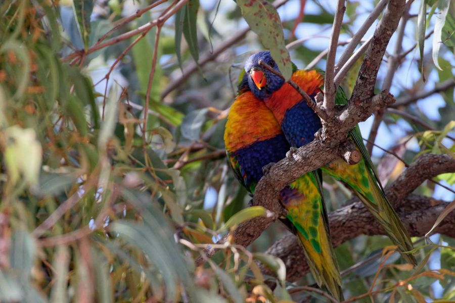 VK4NM/P - Fraser Island - Queensland - Australia - News