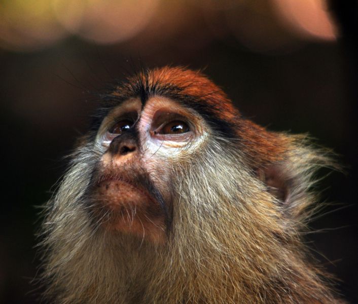 Gambia C5NX Patas Monkey, Abuko Nature Reserve. Gambia C5NX Patas Monkey, Abuko Nature Reserve.