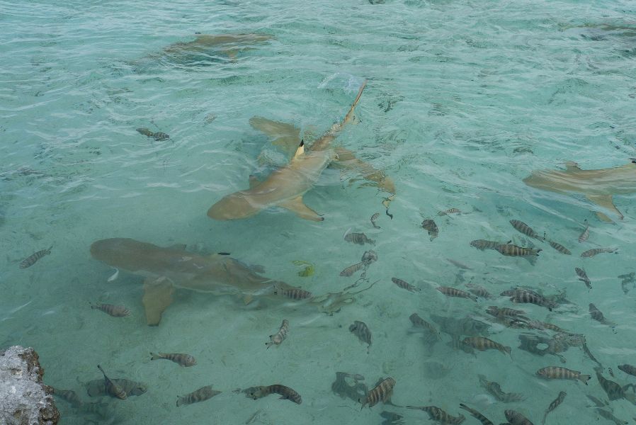 Острова Гамбье Острова Мангарева FO4BM/P FO8AA/P Туристические достопримечательности Острова Гамбье Острова Мангарева FO4BM/P FO8AA/P Туристические достопримечательности