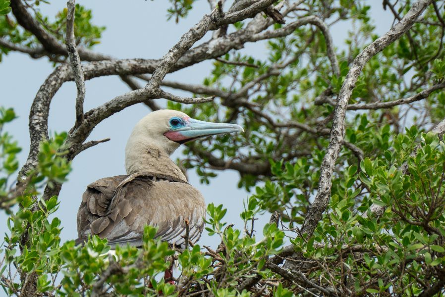 Острова Гамбье Острова Мангарева FO4BM/P FO8AA/P Острова Гамбье Острова Мангарева FO4BM/P FO8AA/P