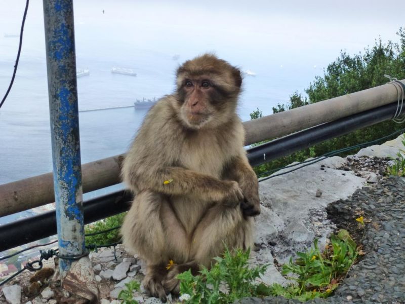 Гибралтар ZB2/VA3ITA DX Новости Гибралтар ZB2/VA3ITA DX Новости