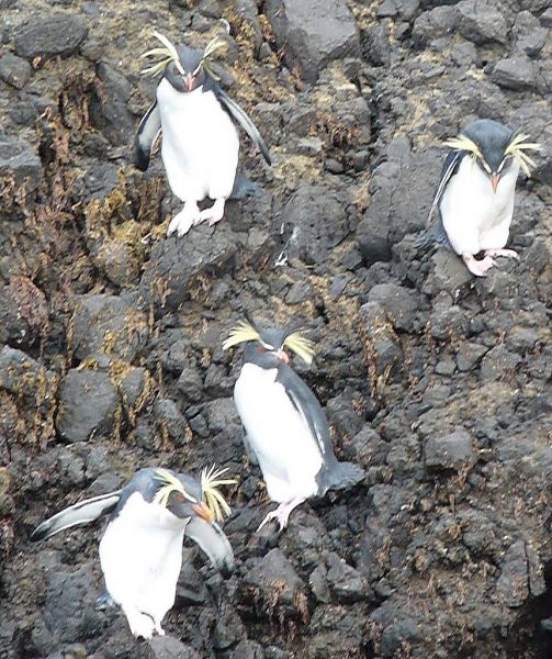 Gough Island ZD9A DX News Gough Island ZD9A DX News