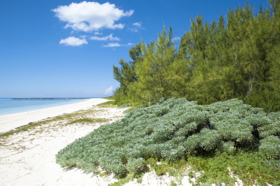 Grand Bahama Island C6ASL Tourist attractions spot Grand Bahama Island C6ASL Tourist attractions spot