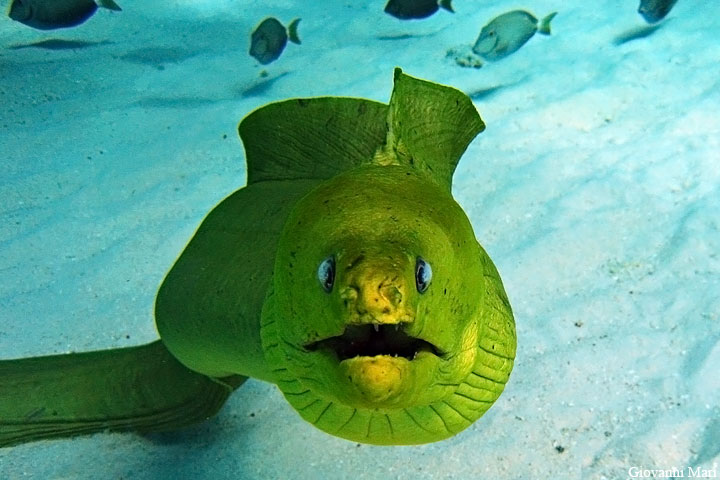 Grand Cayman Island ZF2EA Green Moray. Grand Cayman Island ZF2EA Green Moray.