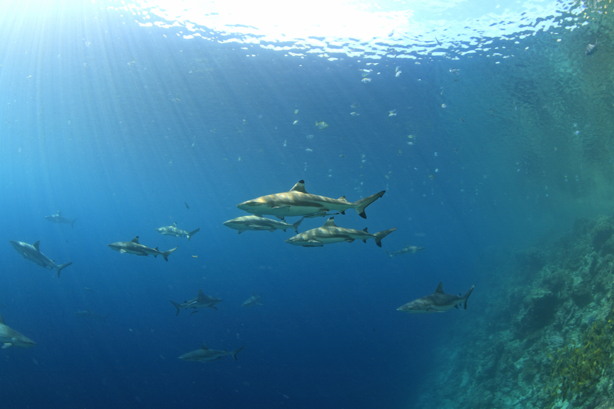 Guadalcanal Island Honiara Solomon Islands H44QQ DX News  Guadalcanal Island Honiara Solomon Islands H44QQ DX News