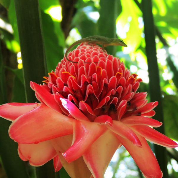 Guadeloupe FG/IW5ELA DX News Rose de porcelaine. Guadeloupe FG/IW5ELA DX News Rose de porcelaine.