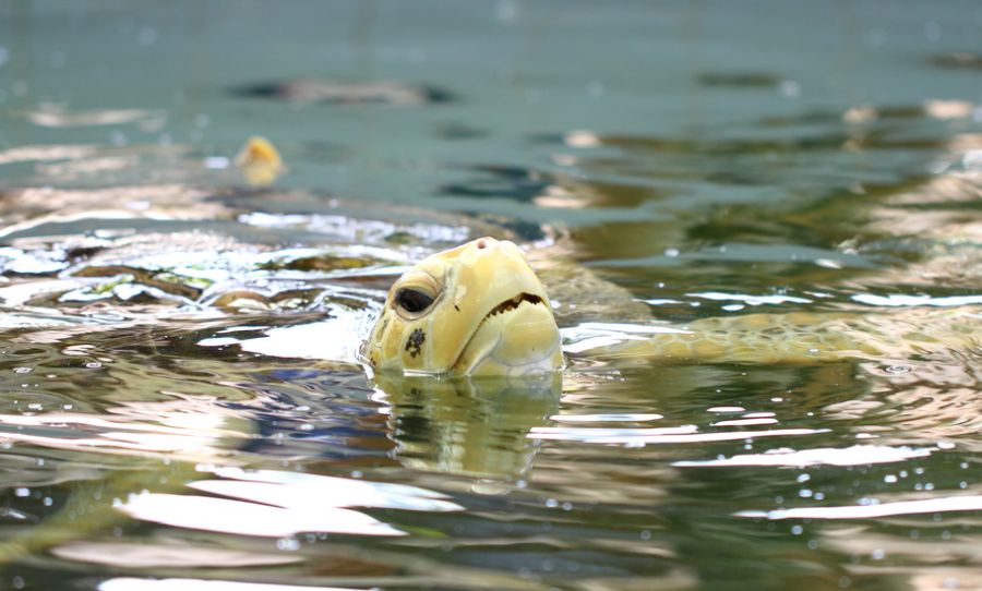 Guadeloupe Island FG/VA3QSL Tourist attractions  Guadeloupe Island FG/VA3QSL Tourist attractions