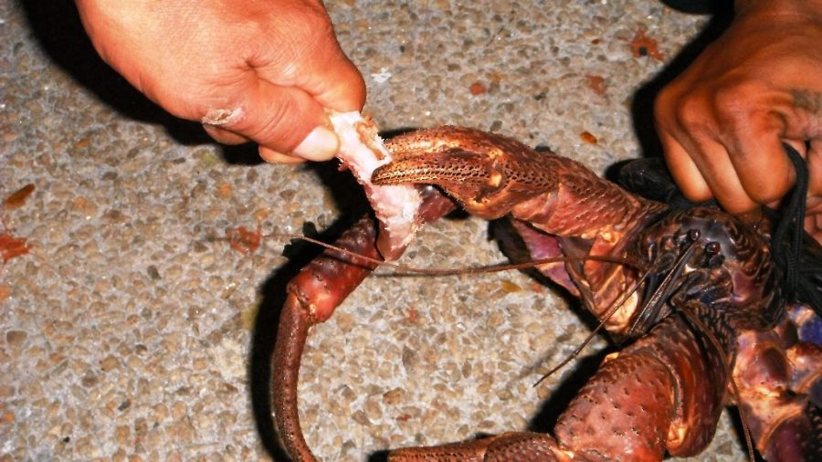 Guam Island AB2ST/KH2 KG6WTW/KH2 KB3LTB/KH2 AG6SL/KH2 DX News  Coconut Crab.