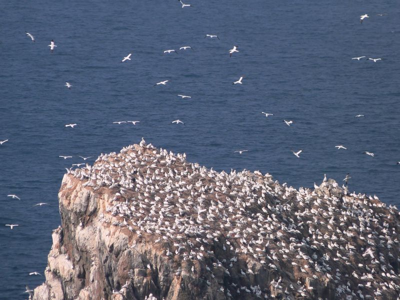 Guernsey Island GU9V Tourist attractions spot Gannet colony. Guernsey Island GU9V Tourist attractions spot Gannet colony.