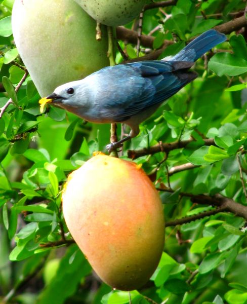 Guyana 8R1/K9KX Tourist attractions spot Blue-grey Tanager. Guyana 8R1/K9KX Tourist attractions spot Blue-grey Tanager.