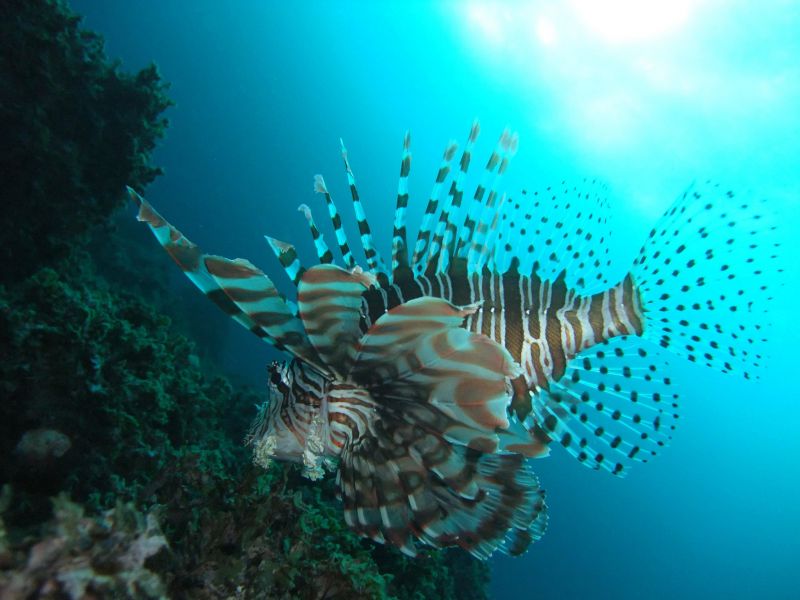 Hachijo jima Island JI1LPF/1 JA1UNS/1 7N4VPS/1 7L4PVR/1 DX News