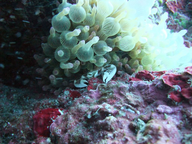 Hachijo jima Island JI1LPF/1 JA1UNS/1 7N4VPS/1 7L4PVR/1 Tourist attractions spots