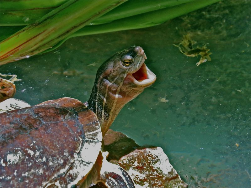 Haiti HH2/WS6X Tourist attractions spot Young sea turtle in the area of Cap Haitien.
