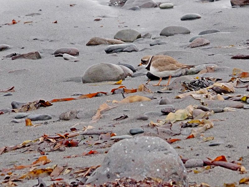 Iceland JA0JHQ/TF DX News Iceland JA0JHQ/TF DX News