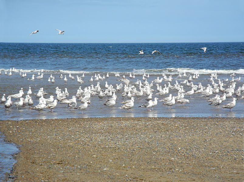 Исландия TF/F4GGQ DX Новости Исландия TF/F4GGQ DX Новости