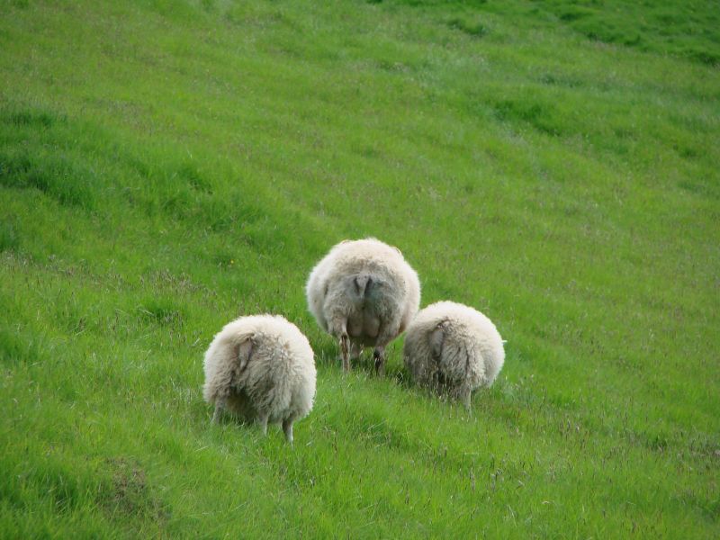 Исландия TF/F4GGQ  Исландия TF/F4GGQ