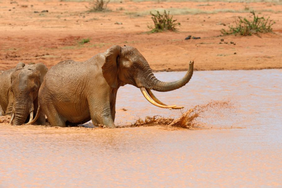 Kenia 5Z4/M0LEP DX Noticias Elefante en el parque nacional.