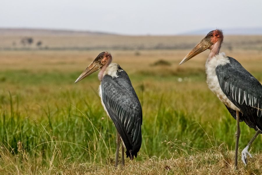 Кения 5Z4/IK2YDJ DX Новости Кения 5Z4/IK2YDJ DX Новости