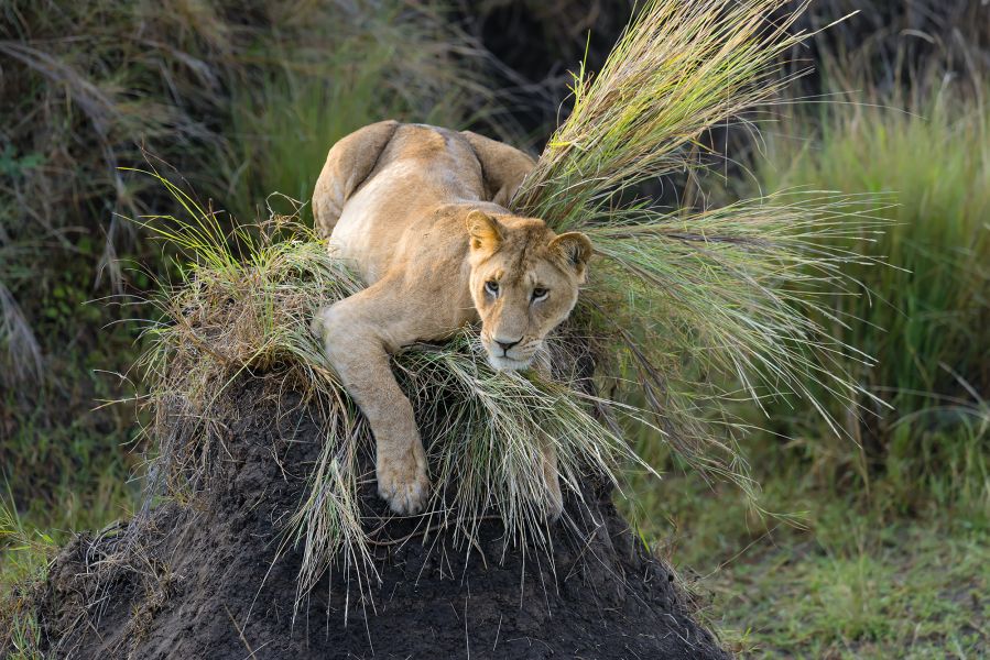 Кения 5Z4/IK2YDJ Кения 5Z4/IK2YDJ