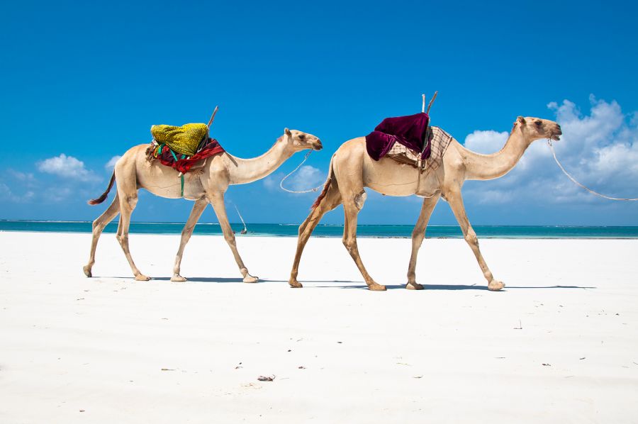 Kenya 5Z4/JM1CAX DX News Camels at Diani Beach. Kenya 5Z4/JM1CAX DX News Camels at Diani Beach.