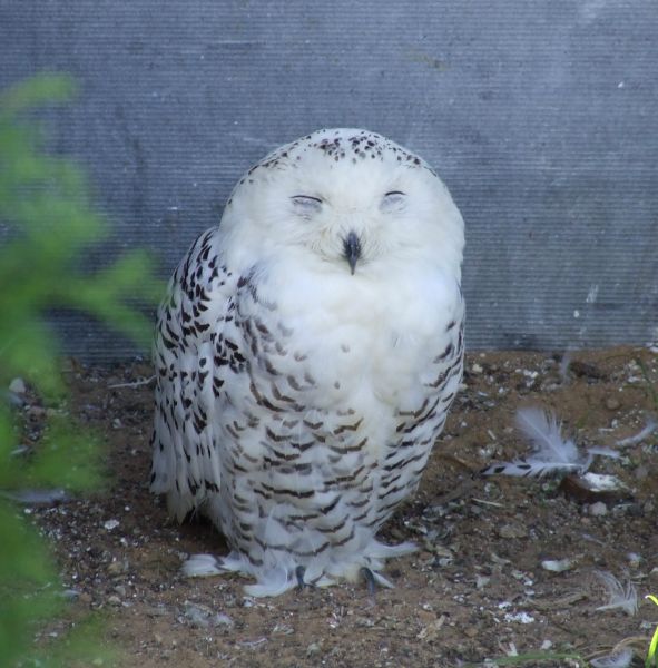 Kolguyev Island RI1PA DX News Kolguyev Island RI1PA DX News