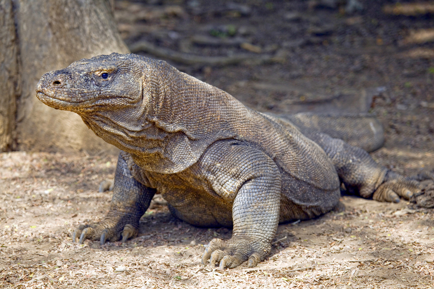 YB9/DL7UVO - YB9/DL3KZA - Komodo Island - Flores Island