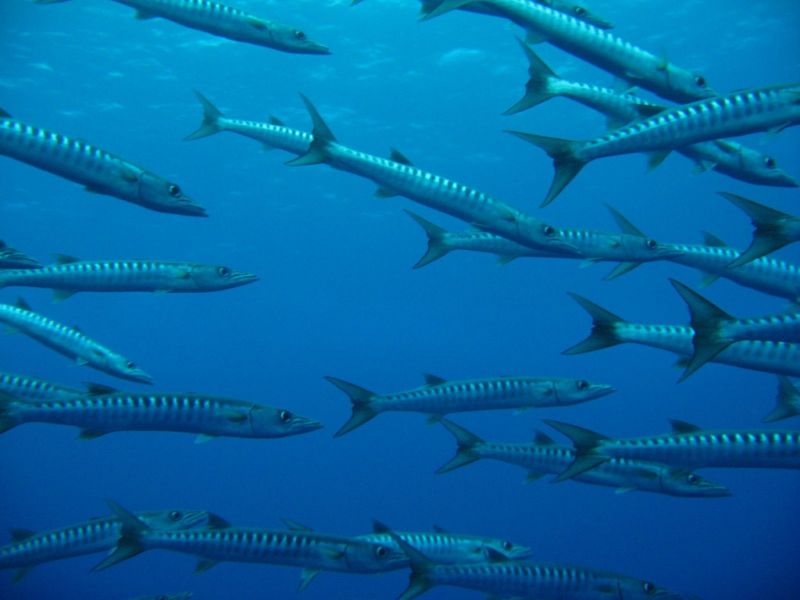 Koror Island T88AN Tourist attractions spot Barracuda.