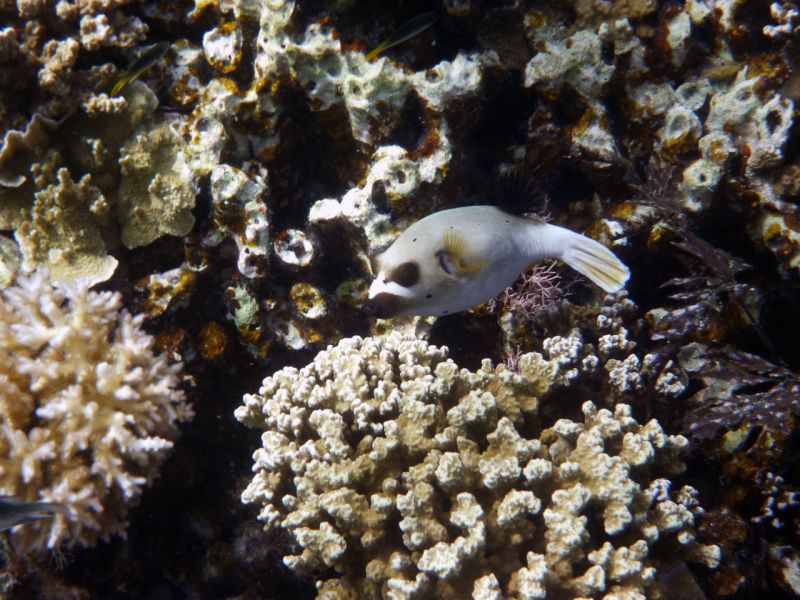 Koror Island T88IR Tourist attractions spot Putter fish. Koror Island T88IR Tourist attractions spot Putter fish.