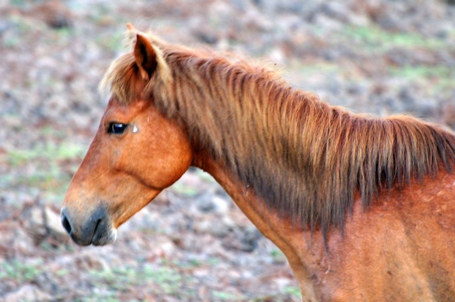 Остров Крокер Дикая лошадь  Остров Крокер Дикая лошадь