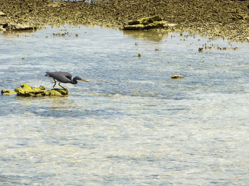 Lady Elliot Island VK4/F9IE Tourist attractions Spot Heron shading. Lady Elliot Island VK4/F9IE Tourist attractions Spot Heron shading.