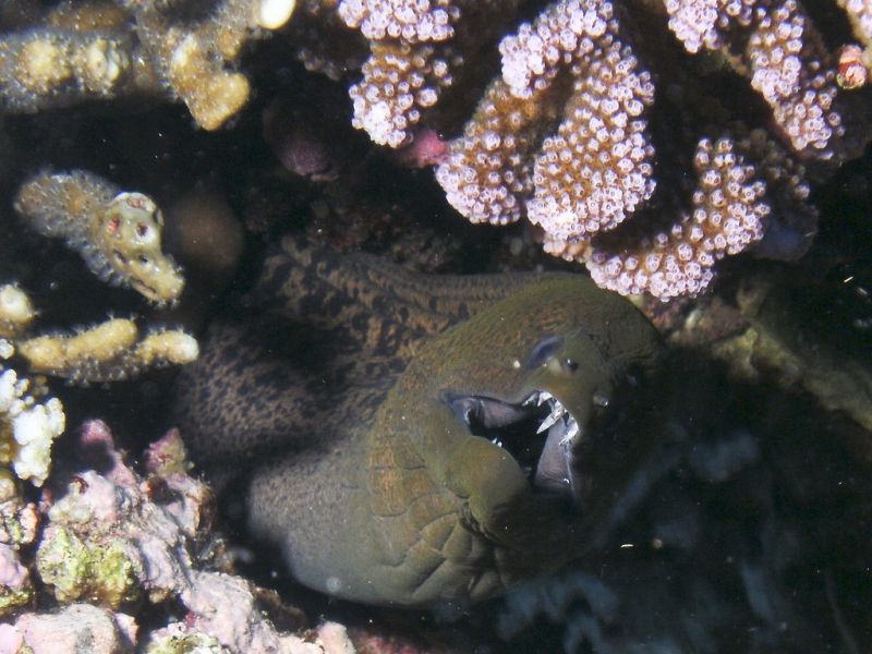 9M0O Layang Layang Island Spratly Islands DX News 9M0O Layang Layang Island Spratly Islands DX News