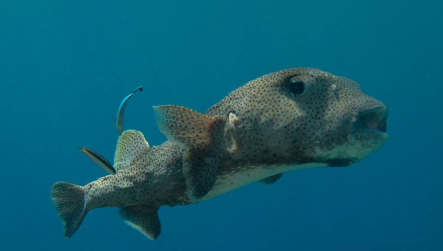 9M0O Layang Layang Island Spratly Islands Tourist attractions spot 9M0O Layang Layang Island Spratly Islands Tourist attractions spot