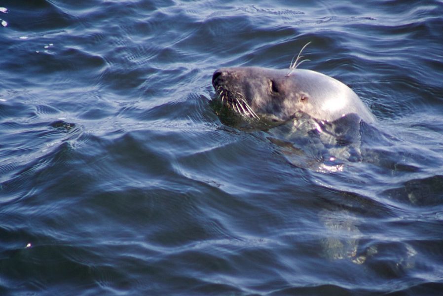 Остров Ланди GB90QBD DX Новости Остров Ланди GB90QBD DX Новости