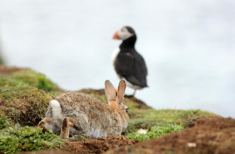 Lunga Island Treshnish Islands MS0UKI DX News Lunga Island Treshnish Islands MS0UKI DX News