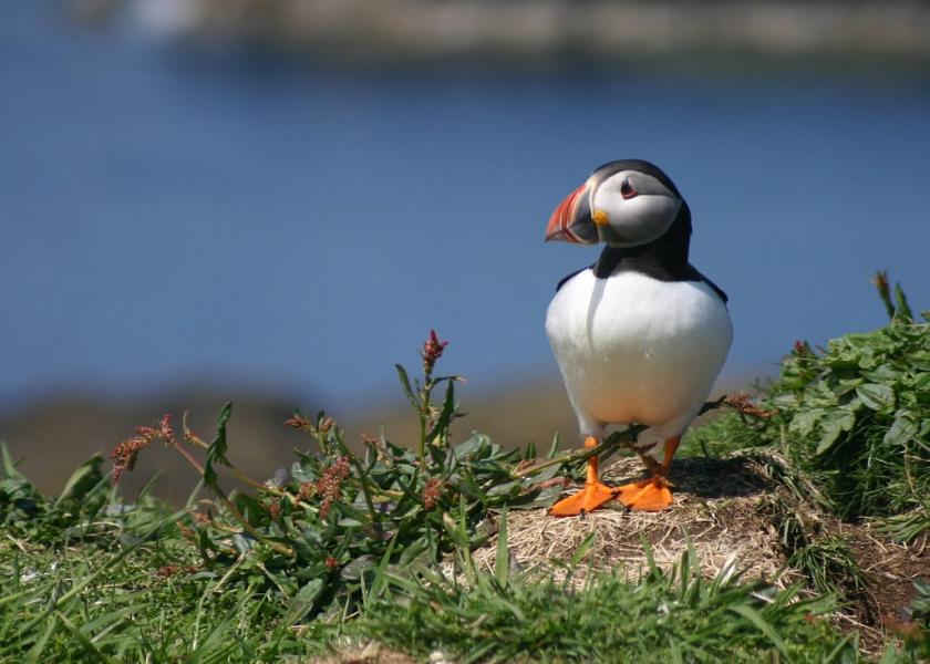 Lunga Island Treshnish Islands MS0UKI Tourist attractions spot Puffin. Lunga Island Treshnish Islands MS0UKI Tourist attractions spot Puffin.