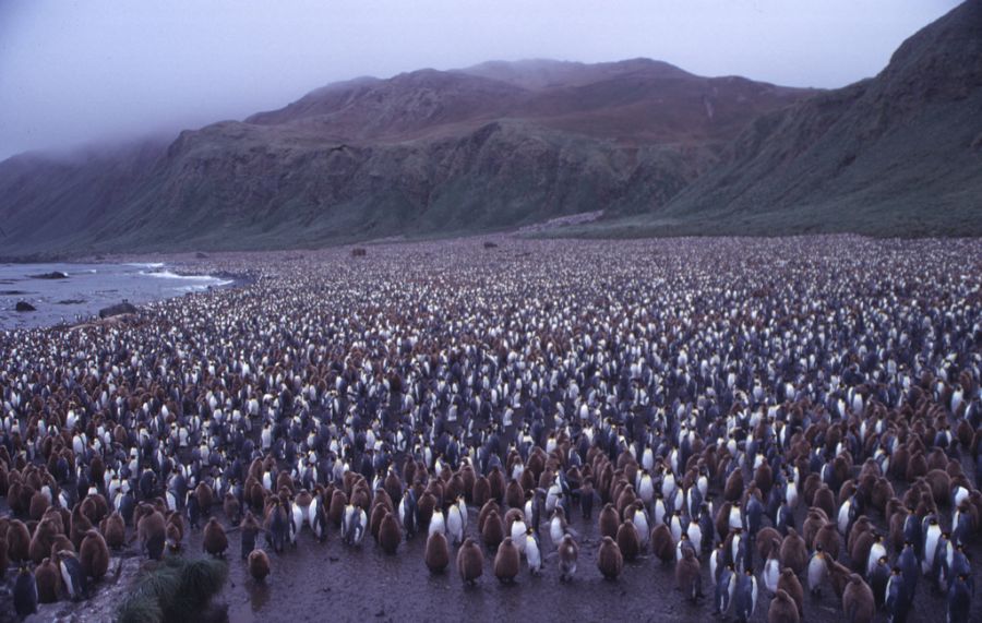 Macquarie Island VK0MH Tourist attractions Macquarie Island VK0MH Tourist attractions