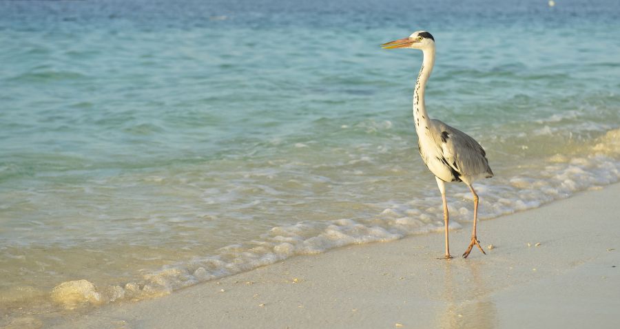 Maldive Islands 8Q7CA 8Q7FU DX News  Maldive Islands 8Q7CA 8Q7FU DX News