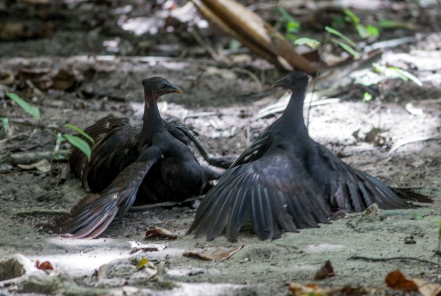 Mansuar Island Raja Ampat West Papua YD4IRS/9 Tourist attractions spot  Fighting Biak Scrubfowls. Mansuar Island Raja Ampat West Papua YD4IRS/9 Tourist attractions spot  Fighting Biak Scrubfowls.