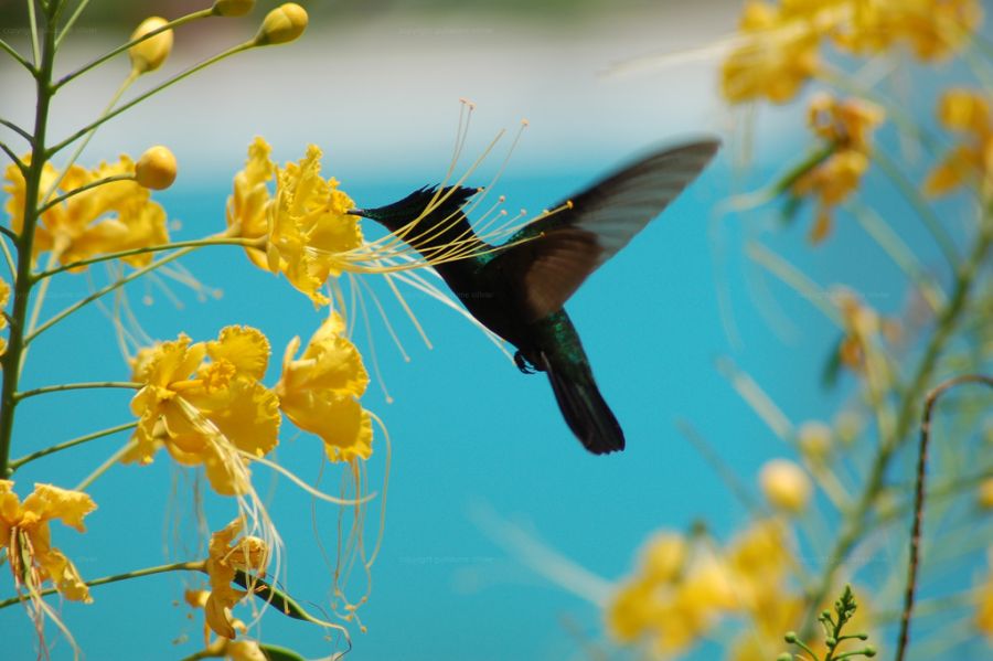 Мартиника FM/AA4OC FM/N7BF FM/WT4BT FM/W6ABM Колибри. Мартиника FM/AA4OC FM/N7BF FM/WT4BT FM/W6ABM Колибри.