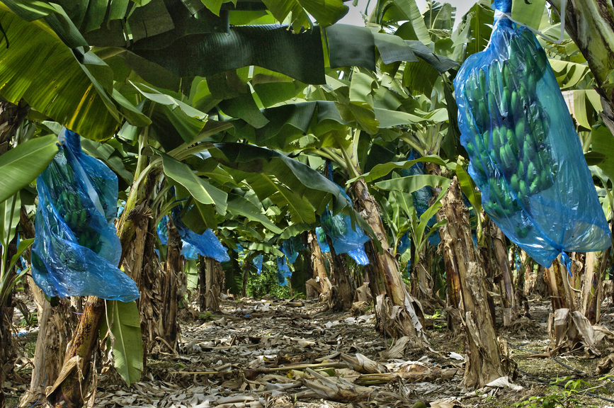 Martinique TO90IARU Tourist attractions Banana plantation 