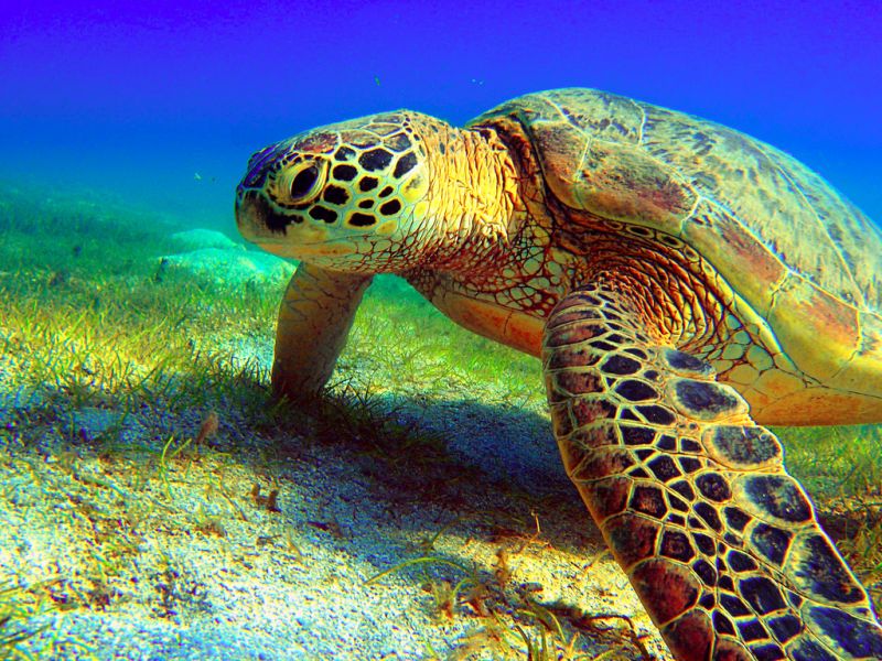 Mayotte Island TX6A  Mayotte Island TX6A