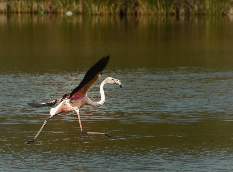Morocco 5E3A Flamingo Dance. Morocco 5E3A Flamingo Dance.