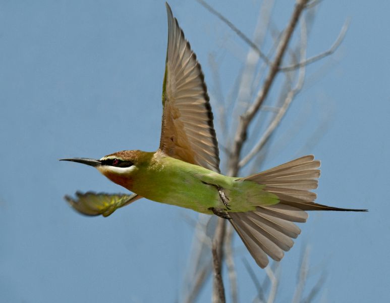 Mozambique C92CC C91IJ Madagascar bee-eater, Inhassaro. Mozambique C92CC C91IJ Madagascar bee-eater, Inhassaro.