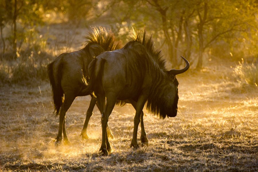 Namibia V55DX DX News Wildebeest  Namibia V55DX DX News Wildebeest