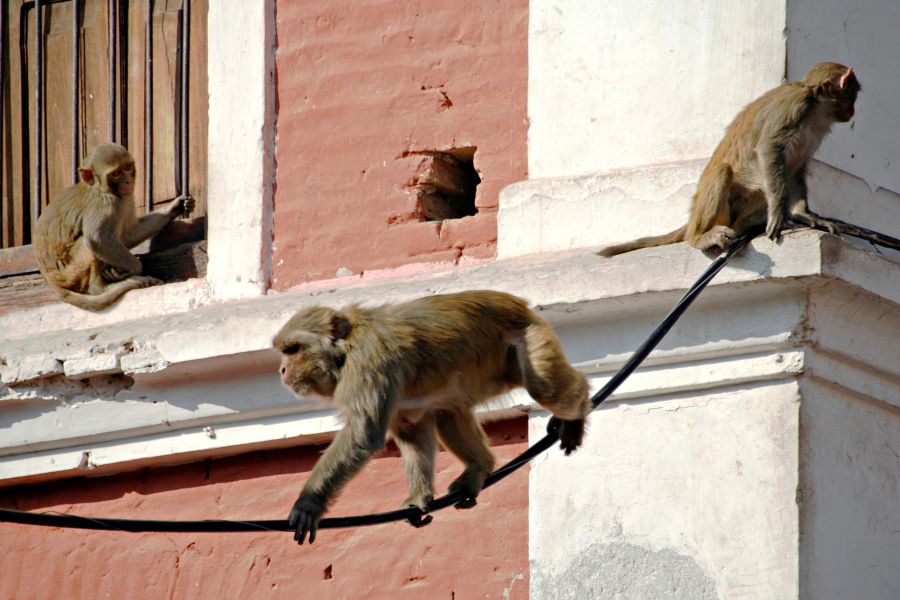 Непал 9N7CW DX Новости Непал 9N7CW DX Новости