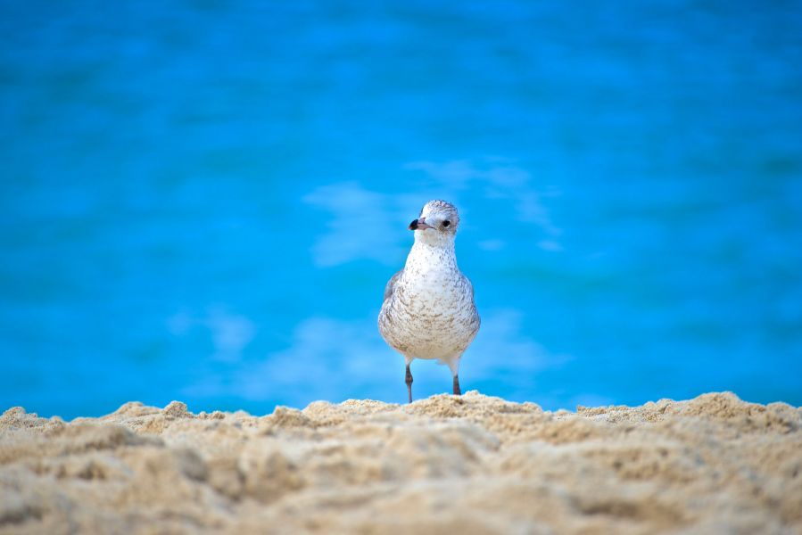 Остров Нью Провиденс C6AKE Остров Нью Провиденс C6AKE